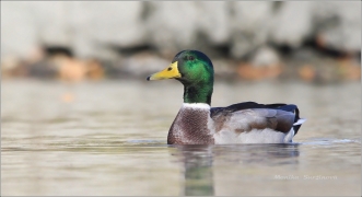 <p>KACHNA DIVOKÁ (Anas platyrhynchos)</p>